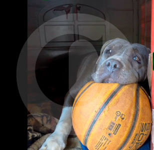 aslan-perro-manrique_47924275_20250522111218