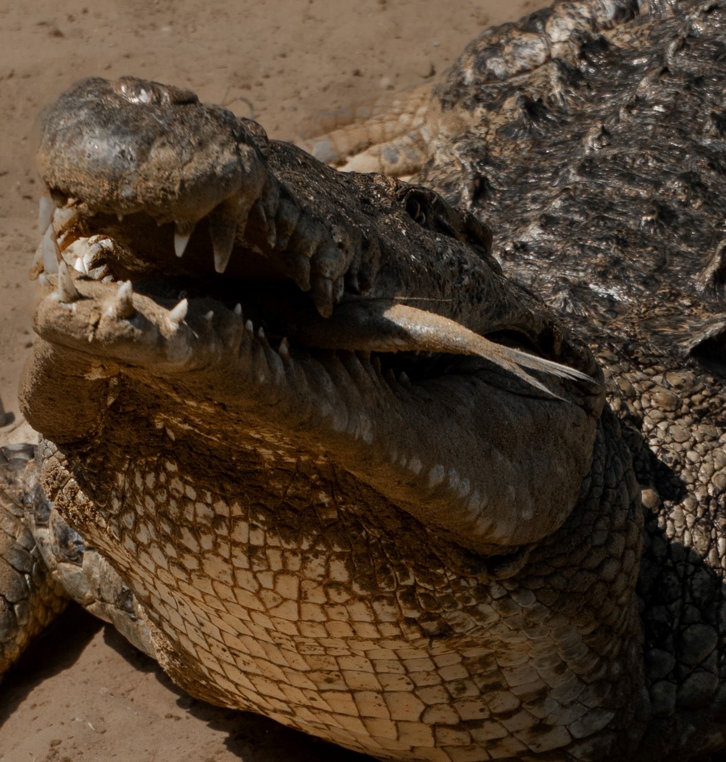 Los cocodrilos son alimentados con trozos de pollo o de pescado. Foto: Yvette Sierra Praeli.