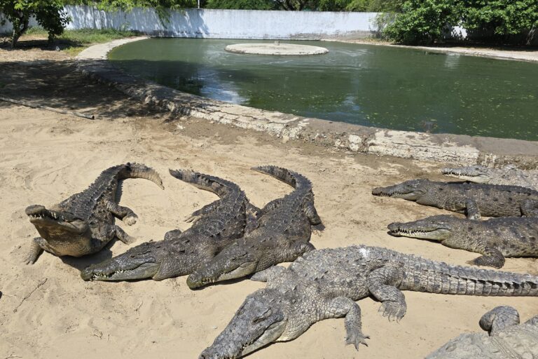 El equipo ingresa a los corrales para alimentarlos y cuando se percatan de que los cocodrilos han pasado mucho tiempo fuera del agua de las pozas. Foto: Yvette Sierra Praeli.