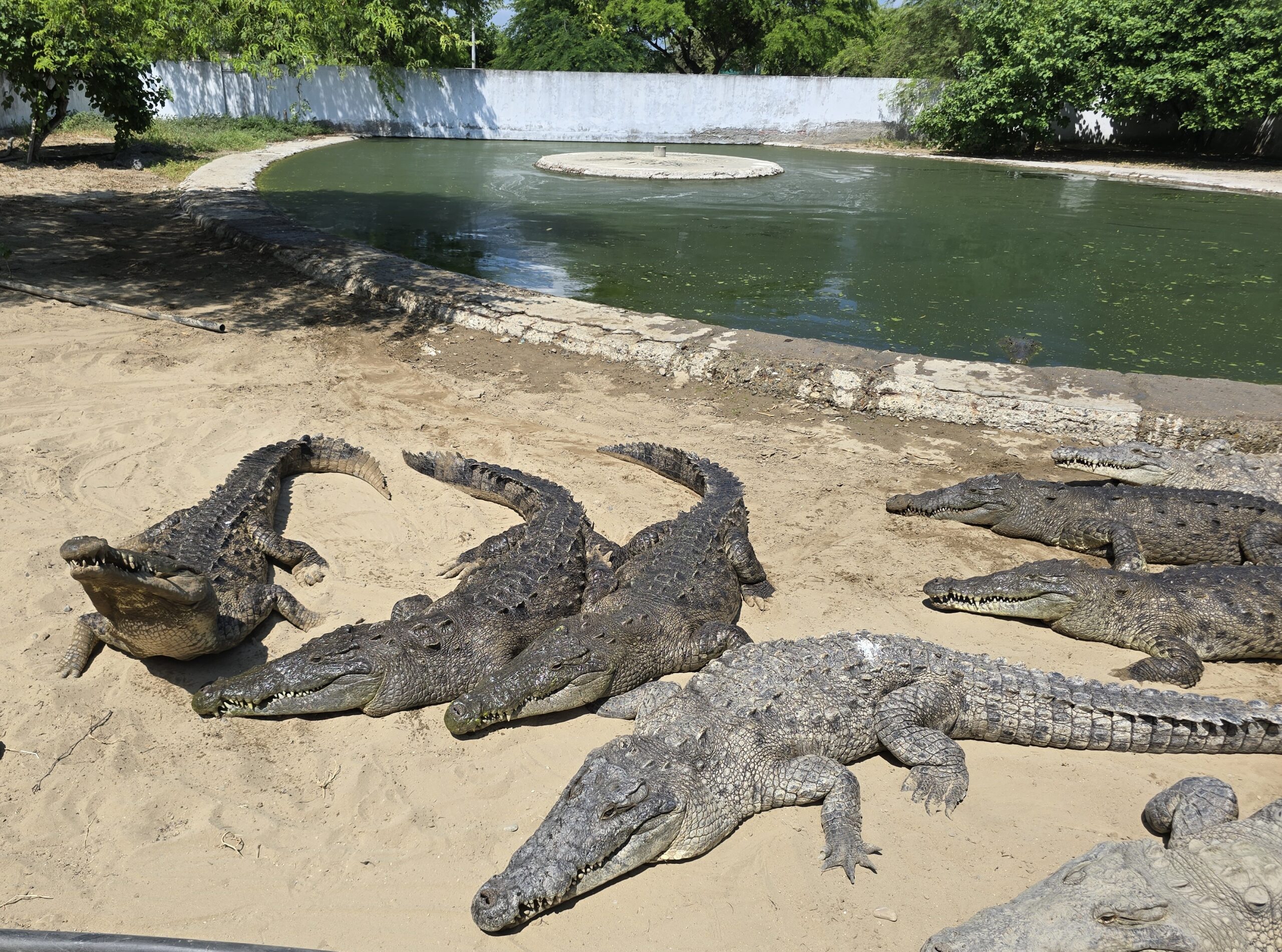 En 1996 se capturaron 40 animales para ponerlos en cautiverio en en el centro de conservación. Foto: Yvette Sierra Praeli.