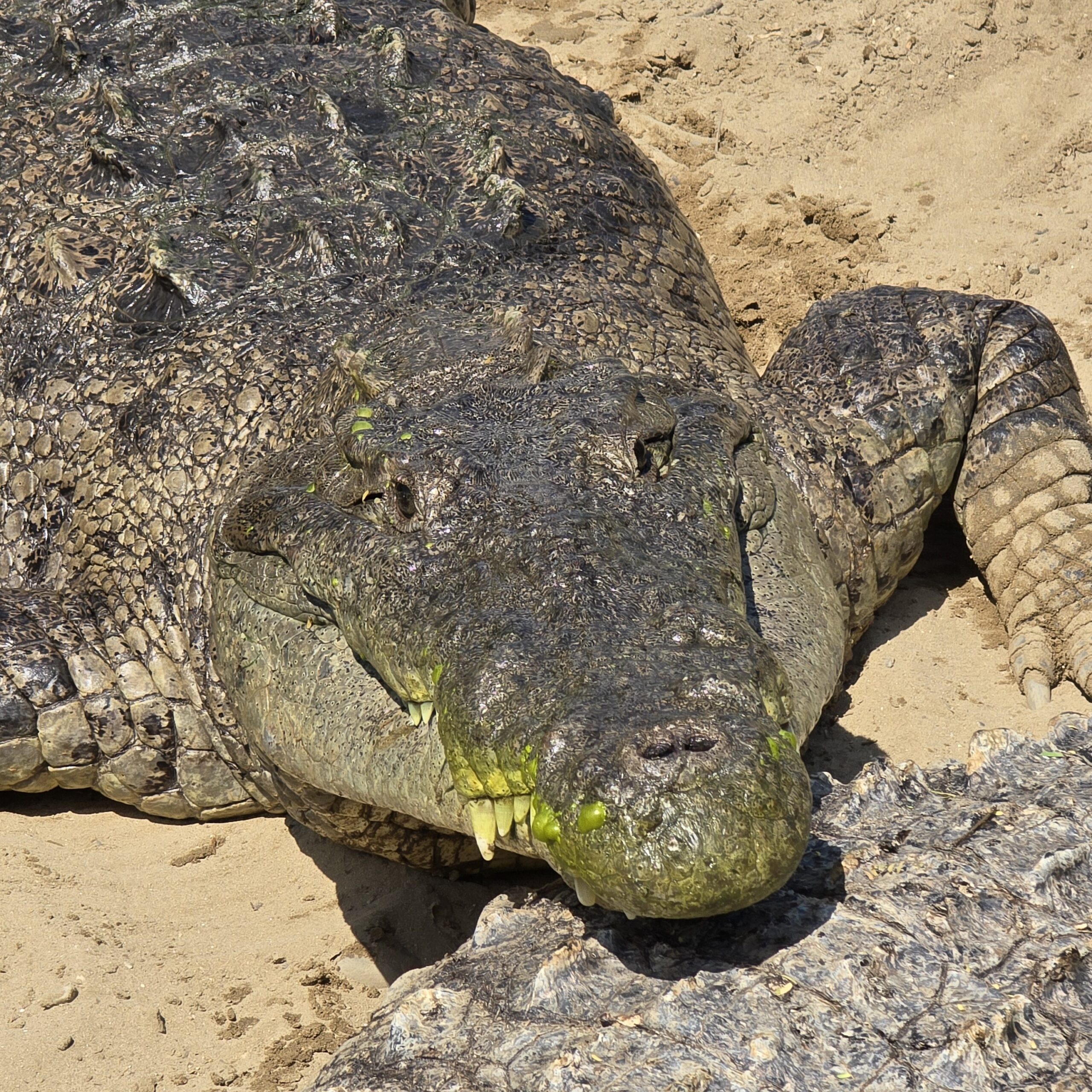 El cocodrilo de Tumbes está en Peligro de Extinción en Perú. Foto: Yvette Sierra Praeli.