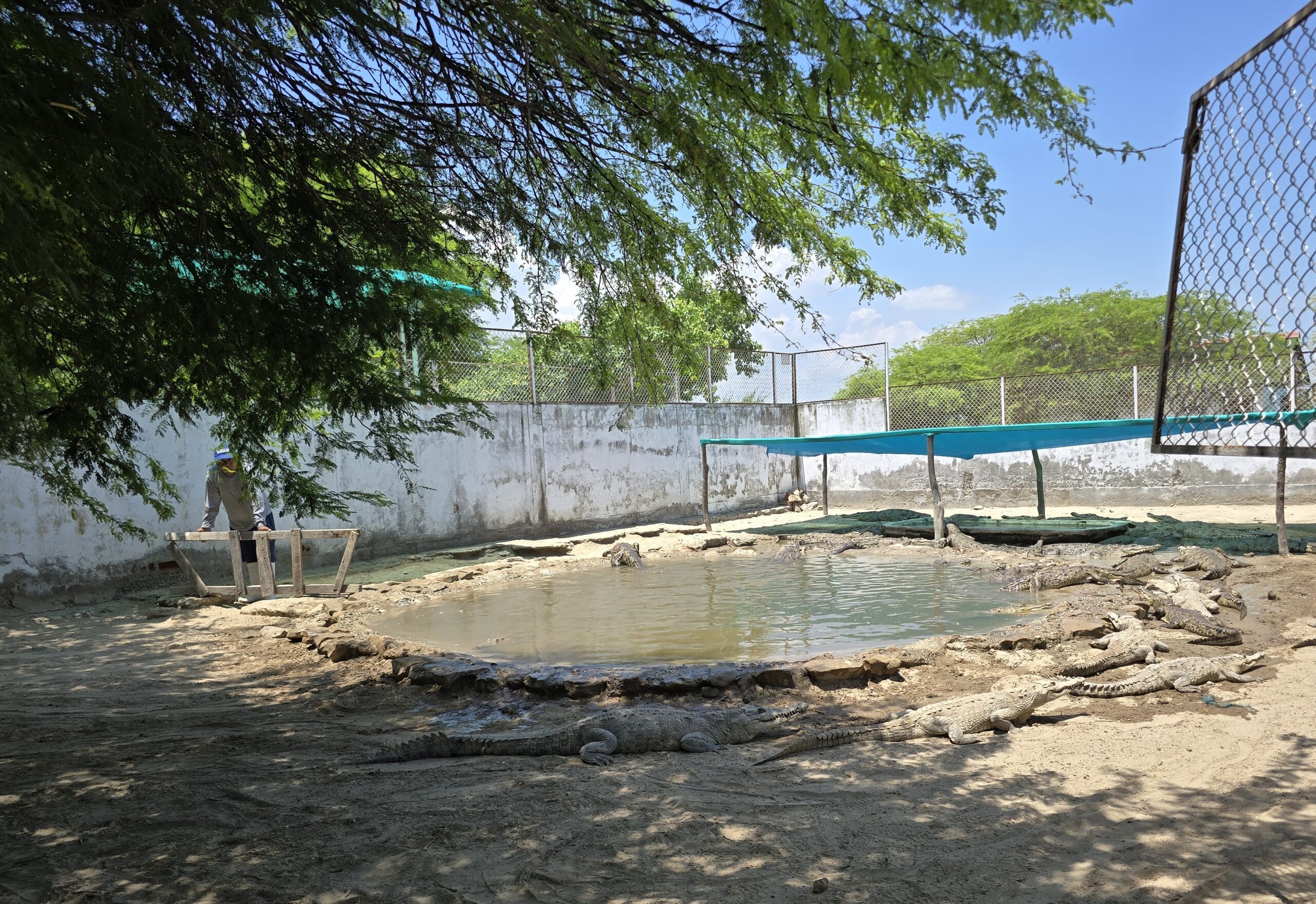 El equipo ingresa a los corrales para alimentarlos y cuando se percatan de que los cocodrilos han pasado mucho tiempo fuera del agua de las pozas. Foto: Yvette Sierra Praeli.