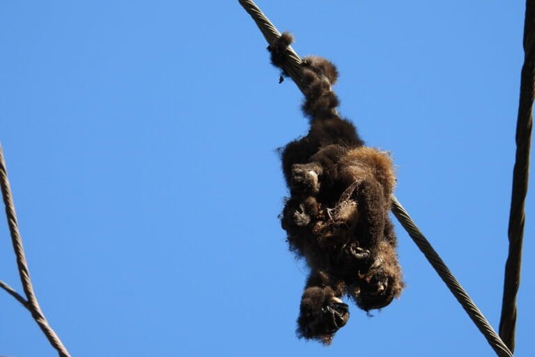 Los accidentes de electrocución de primates se han convertido en un problema en las costas de Costa Rica. Foto: cortesía Salve Monos