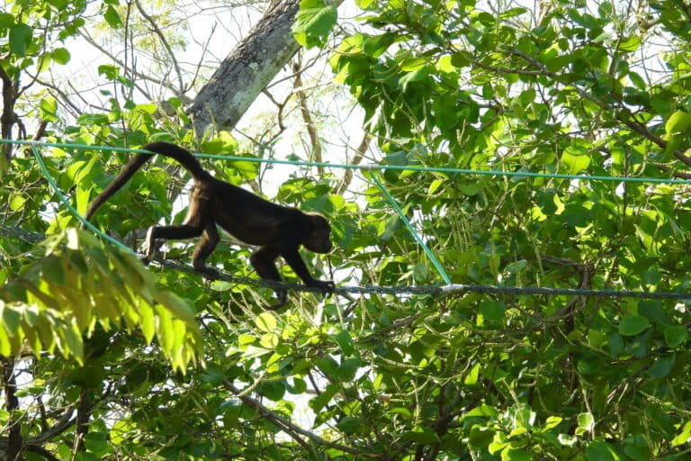 Los pasos de fauna aéreos deben tener un grosor adecuado para que las cuatro especies de monos puedan sentirse seguras y estables utilizándolos. Foto: cortesía Salve Monos