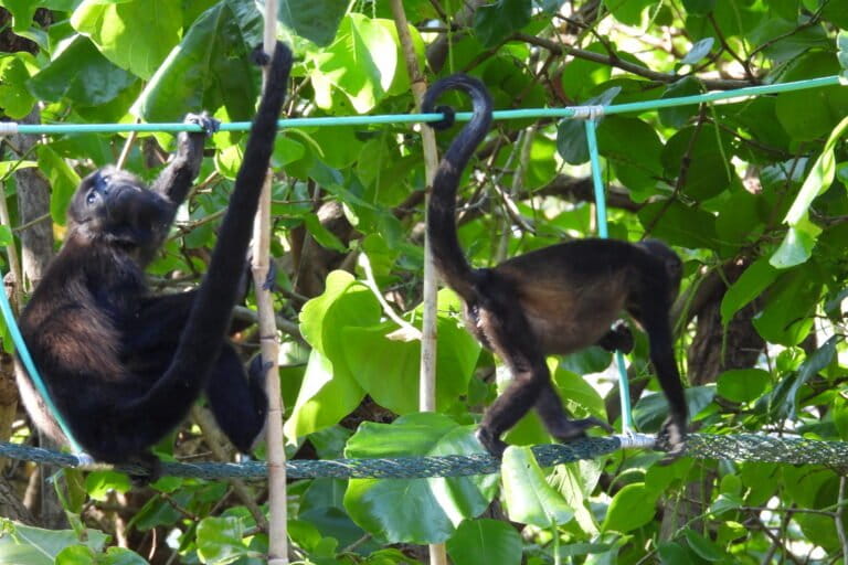 Los pasos aéreos de fauna deben estar pensadas para sostener varios individuos al mismo tiempo y con una tensión adecuada para que las cuerdas no se muevan ni desestabilicen a los monos. Foto: cortesía Salve Monos
