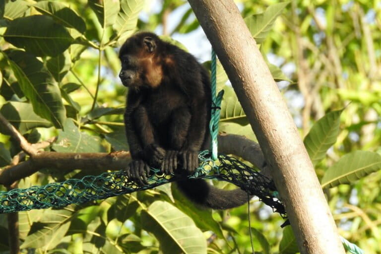 Los puentes para monos se instalan en colores distintos a los de los cables eléctricos para que los animales aprendan a diferenciarlos y los adopten como ruta segura. Foto: cortesía Salve Monos