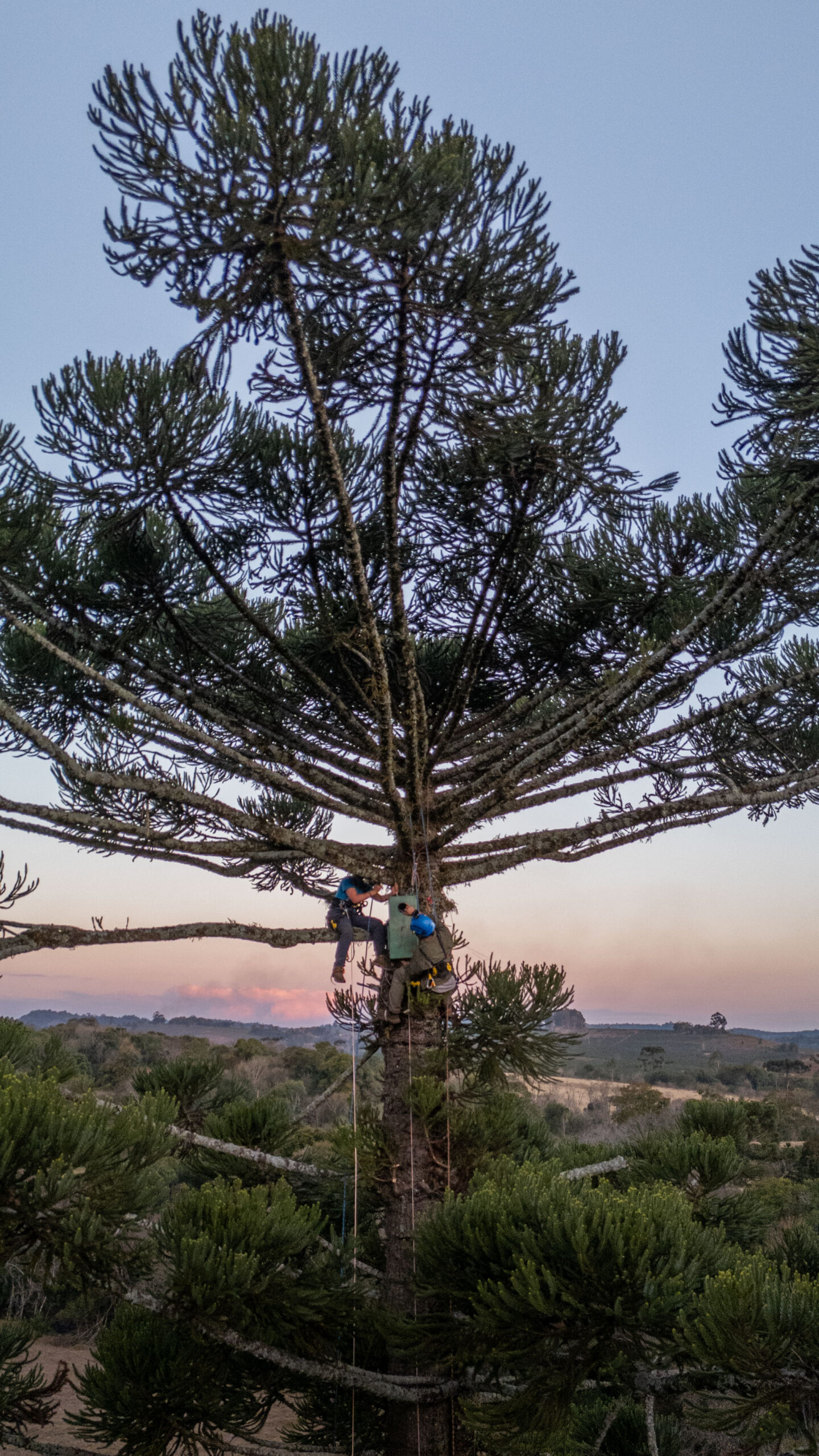 Además de instalar las cajas nido en los pino paraná, el equipo de biólogos cubre con anillos los troncos para que predadores no afecten los nidos naturales del loro. Foto: cortesía Krissia Borja