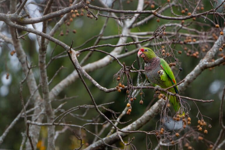 Este loro presenta una coloración vinotinto en su pecho, de ahí su nombre. Se encuentra En Peligro Crítico en Argentina. Foto: cortesía Krissia Borja