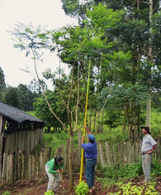 Varios vecinos se sumaron a la recuperación boscosa. En las últimas dos décadas más de 90 familias de la zona plantaron especies nativas en sus chacras con el proyecto Selva Pino Paraná. Aquí vemos una cañafistula que ya alcanza los 6 metros. Foto: cortesía Proyecto Selva Pino Paraná