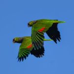Esta especie fue mascotizada históricamente. En las últimas dos décadas, la población de Tobuna la convirtió en un símbolo de identidad local. Foto: cortesía Carlos García - Aves Argentinas