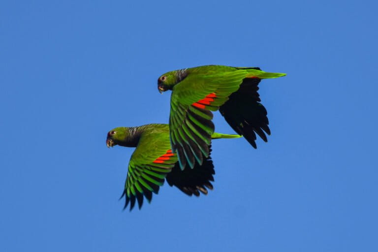 Esta especie fue mascotizada históricamente. En las últimas dos décadas, la población de Tobuna la convirtió en un símbolo de identidad local. Foto: cortesía Carlos García - Aves Argentinas