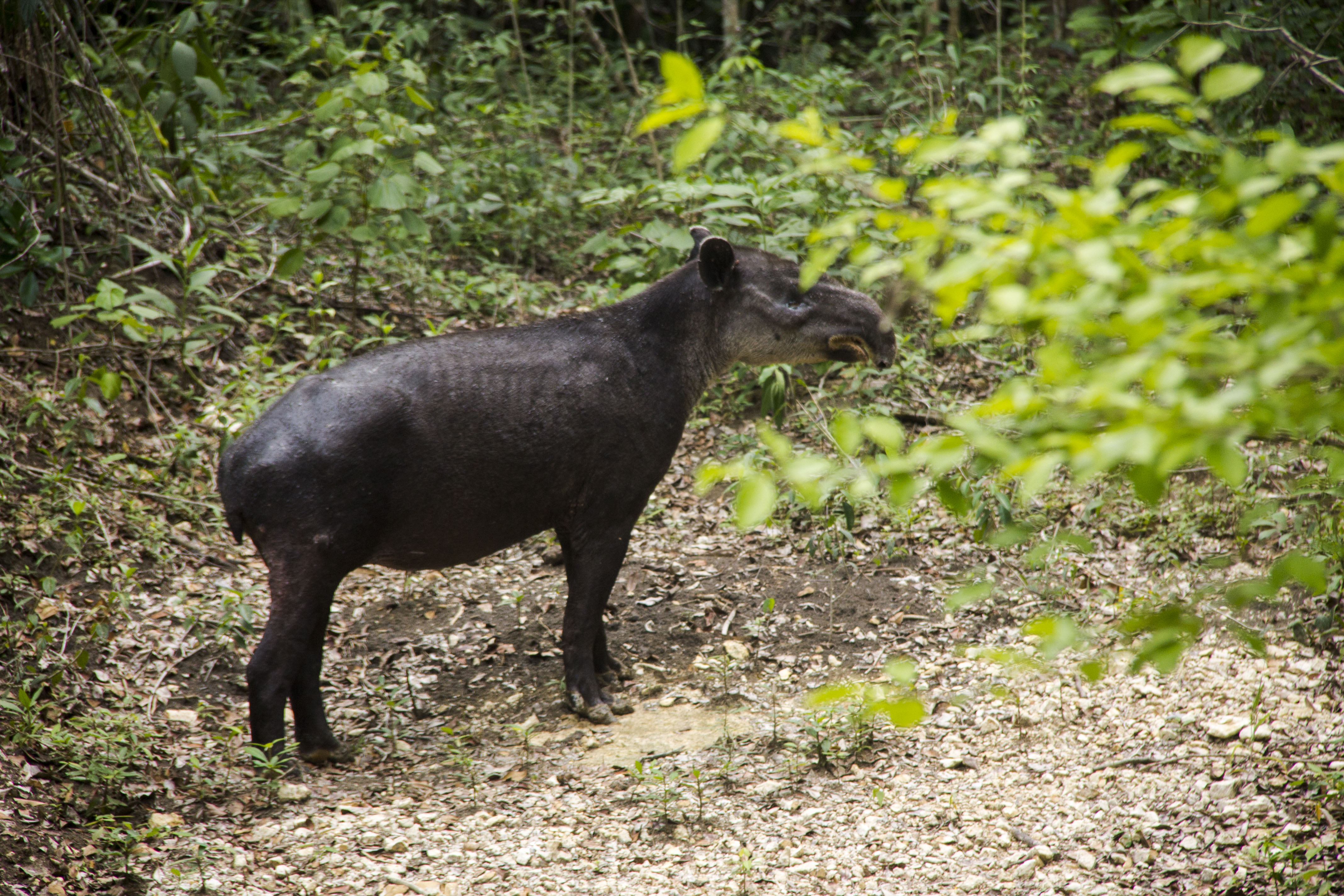 Conservación de la selva maya. Los tapires centroamericanos son algunas de las especies que más peligro corren por los efectos del cambio climático. Foto: Jorge Rodríguez.