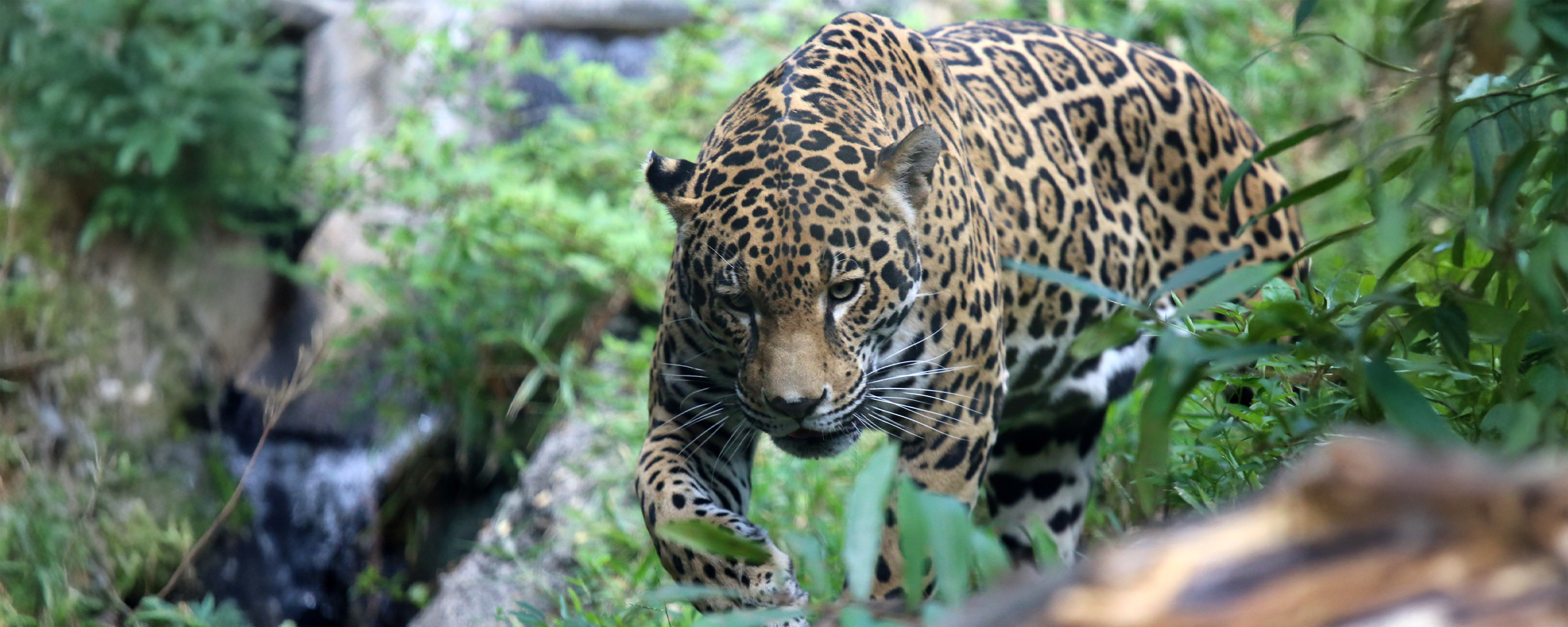 En Bolivia no se han registrado nuevas incautaciones de partes de jaguar desde enero del 2019. Esto significaría que las mafias han encontrado otras formas de tráfico. Foto: Unión Internacional para la Conservación de la Naturaleza de los Países Bajos (UICN NL).