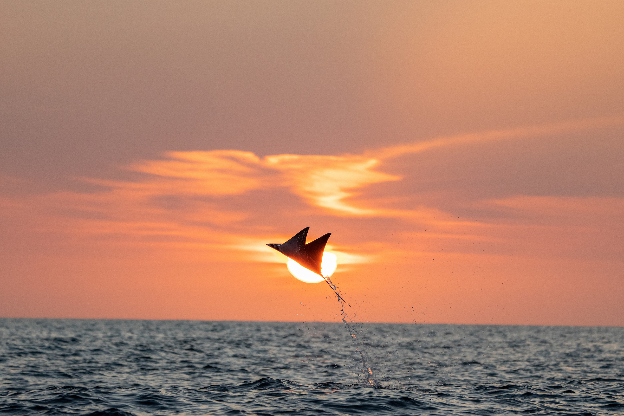salto de móbula en Baja California Sur, México