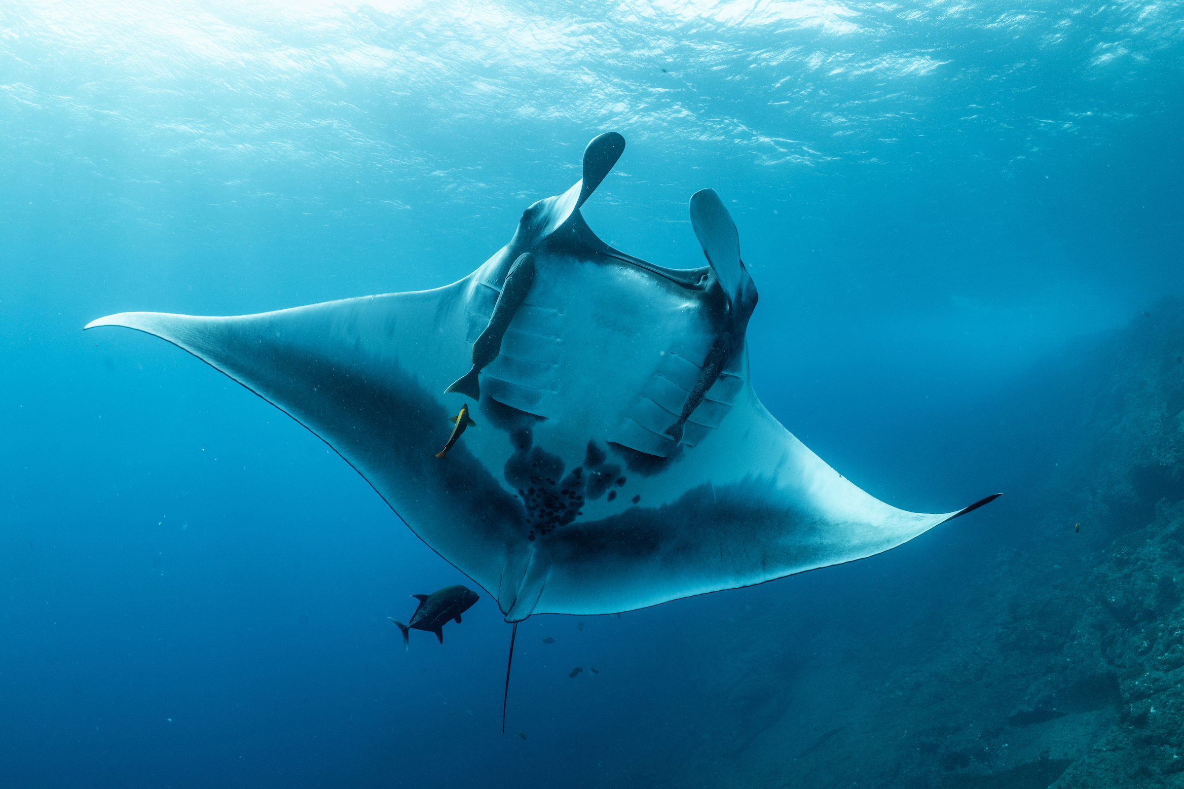 Mantaraya gigante en Revillagigedo