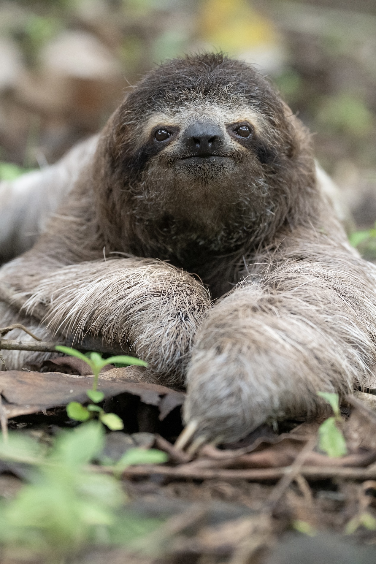 Sloth World - Orlando - Perezosos - Perú - Guyana