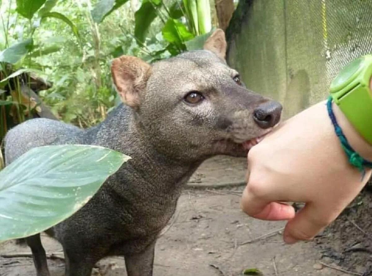 Perro fantasma o de orejas cortas en la Amazonía de Bolivia. Foto: cortesía Renata Leite Pitman