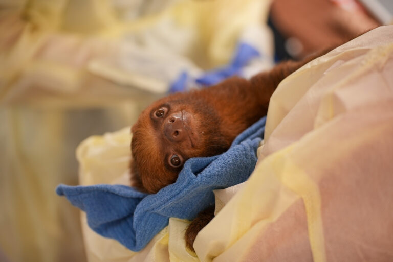 Sloth World - Orlando - Perezosos - Perú - Guyana