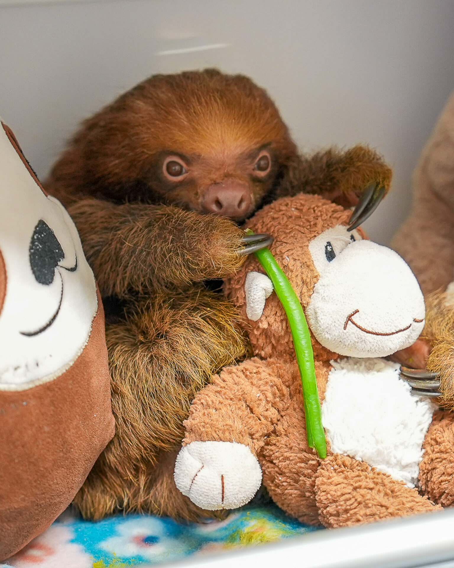 Sloth World - Orlando - Perezosos - Perú - Guyana