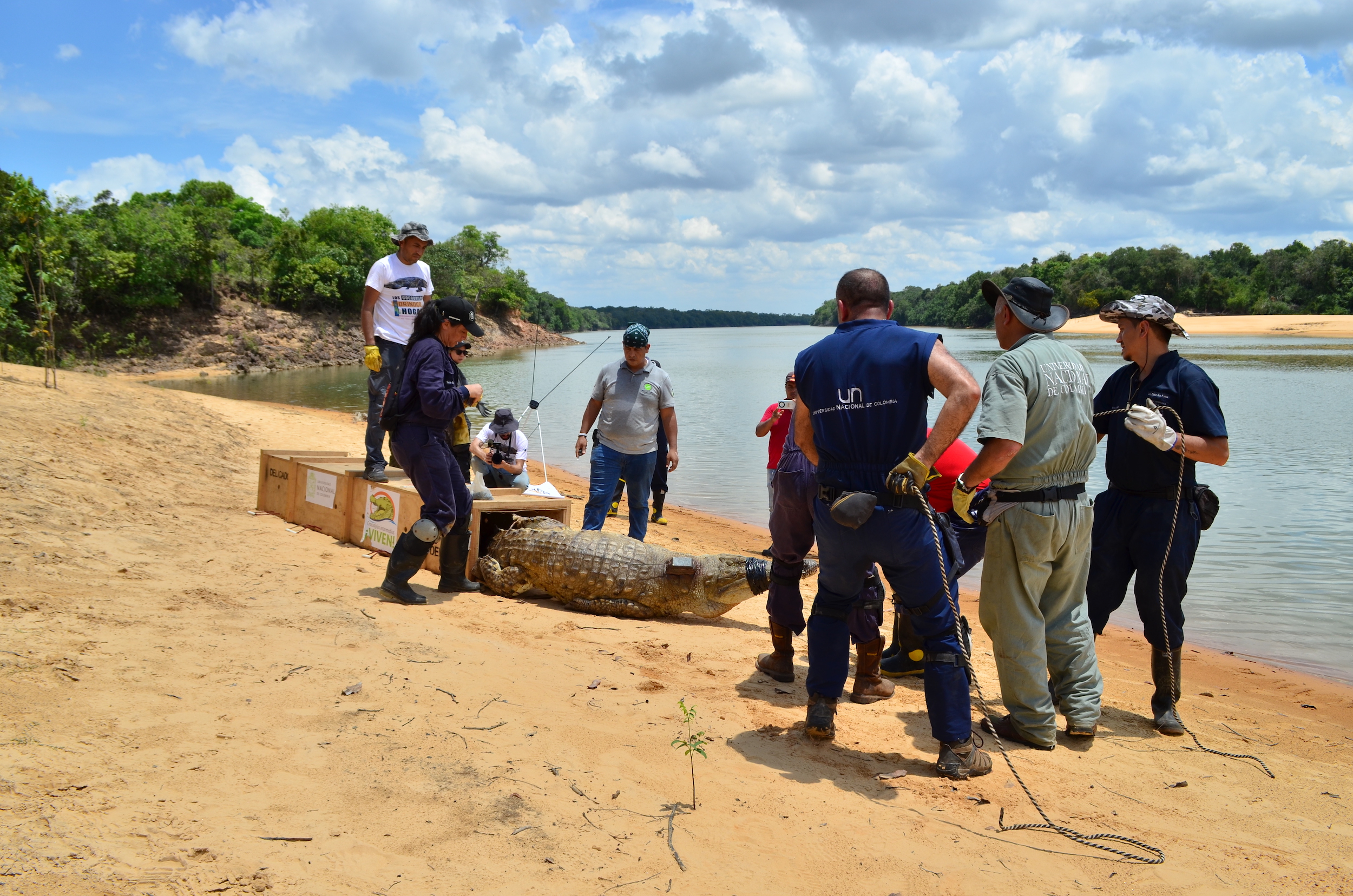Liberación de cocodrilos del Orinoco adultos en el río Tomo. Foto: Camila Durán - WCS Colombia.
