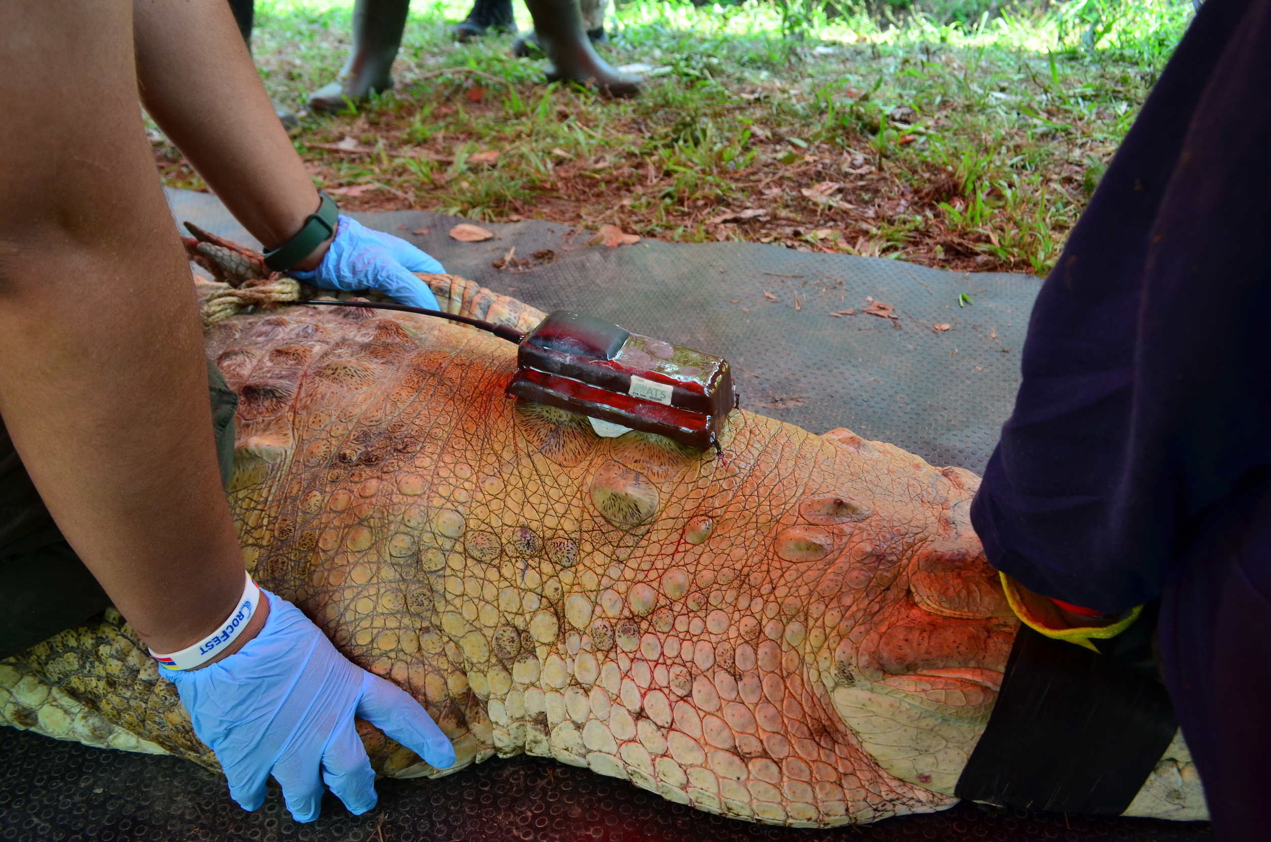 Liberación de cocodrilos del Orinoco adultos en el río Tomo el pasado 2 de abril de 2023. Uno de los individuos con su transmisor satelital. Foto: Camila Durán - WCS Colombia.