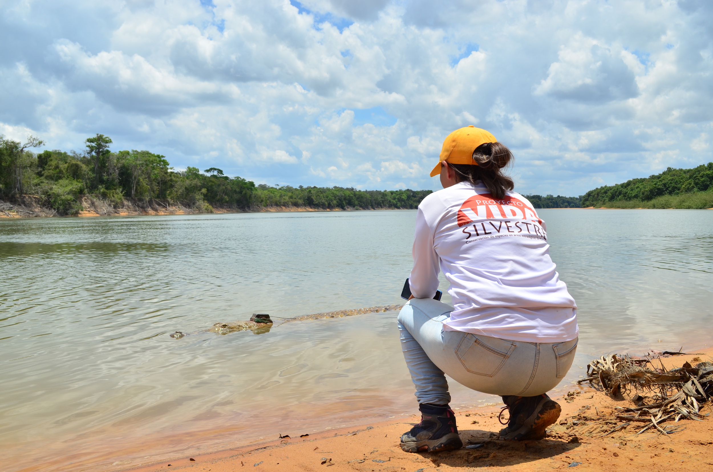 Investigadores y autoridades ambientales liberaron cocodrilos del Orinoco con transmisor satelital en el río Tomo. Foto: Camila Durán - WCS Colombia.