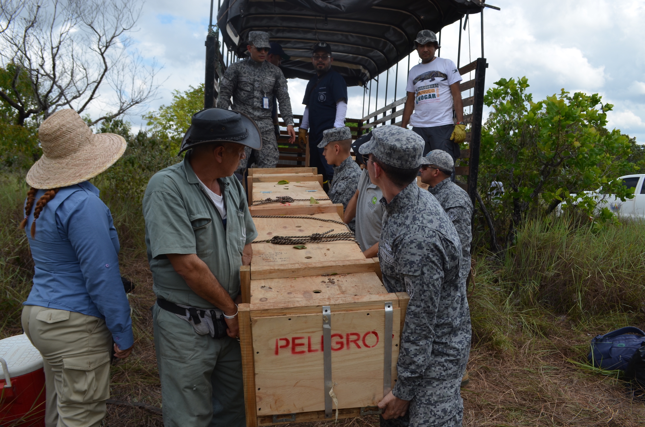 Los cocodrilos del Orinoco liberados en el río Tomo el 2 de abril de 2023 fueron transportados en guacales especiales, gracias a la Fuerza Aérea Colombiana. Foto: Camila Durán - WCS Colombia.