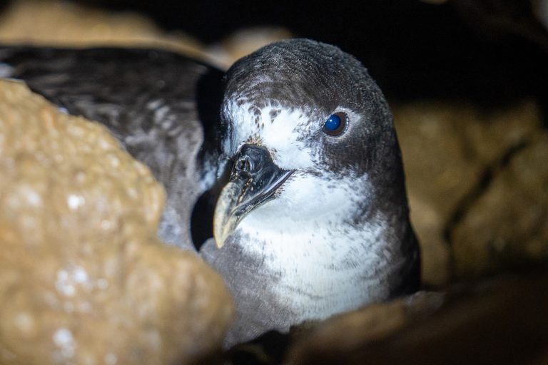 Galapagos-Petrel-01