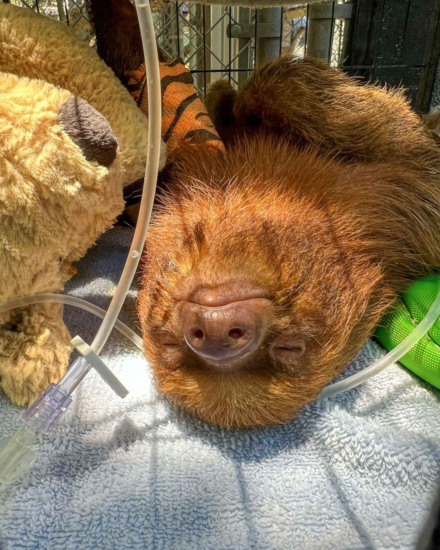 Sloth World - Orlando - Perezosos - Perú - Guyana