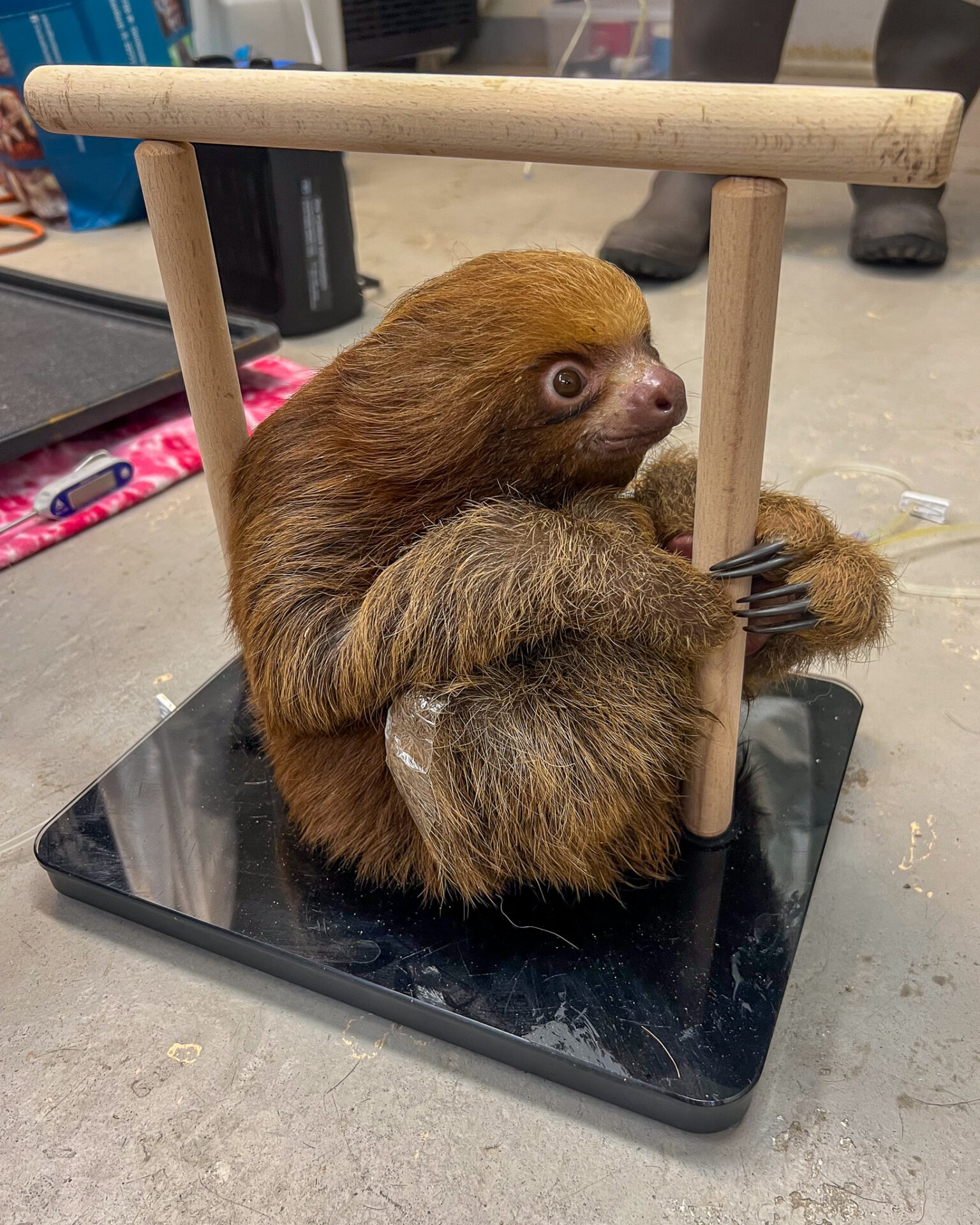 Sloth World - Orlando - Perezosos - Perú - Guyana