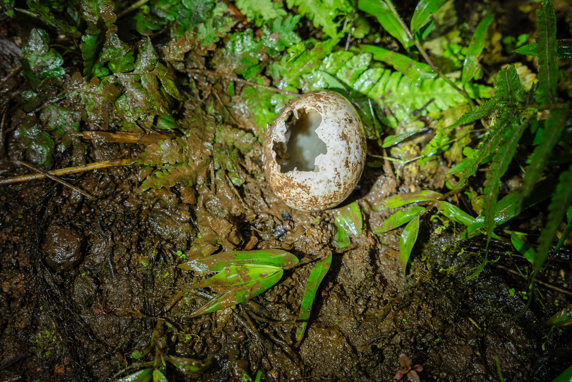 Un huevo de petrel roto. Foto: Cortesía Bryan Pérez Saltos