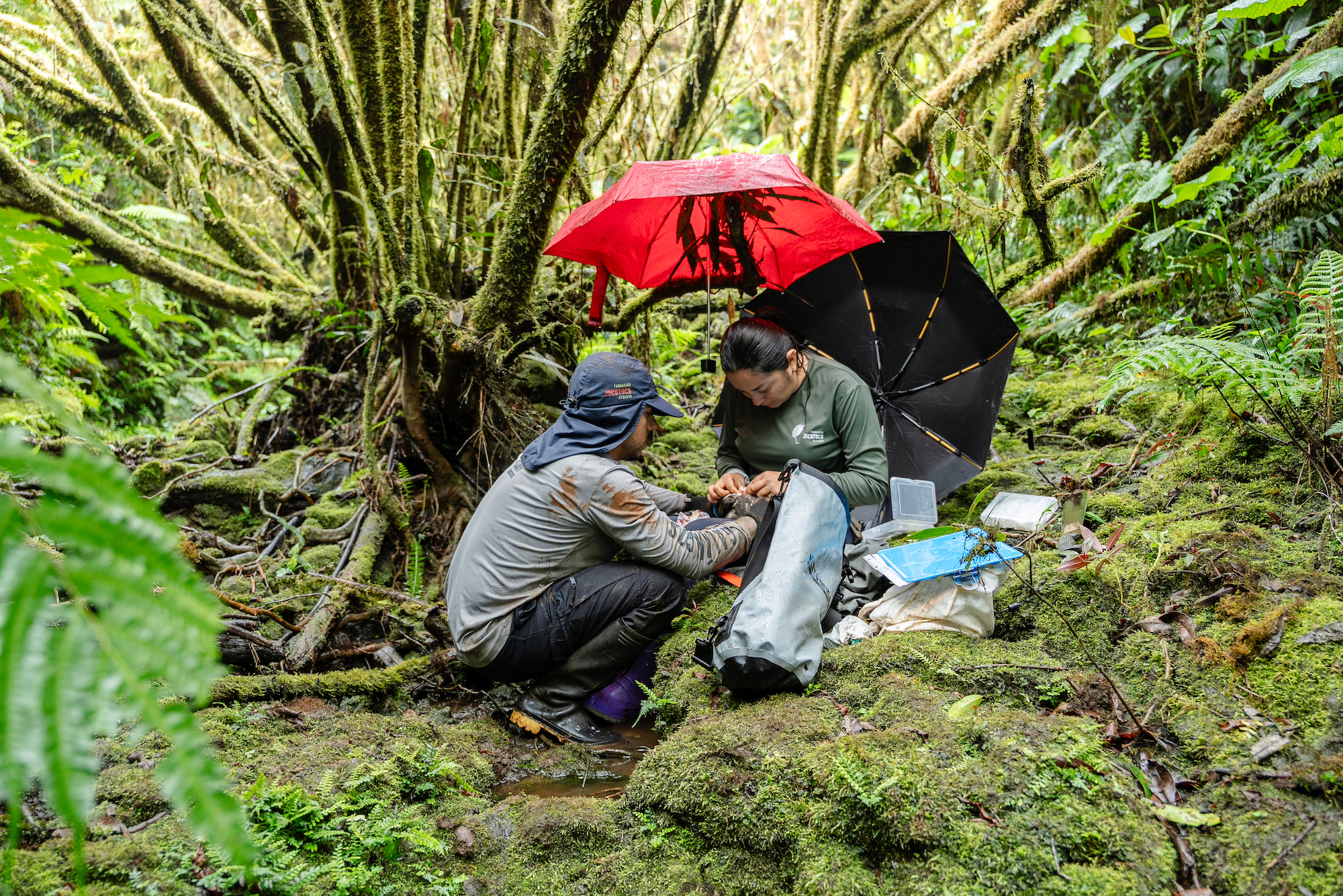 Especialistas de Jocotoco colocan una marca satelital en un ave. Foto: Cortesía Bryan Pérez Saltos