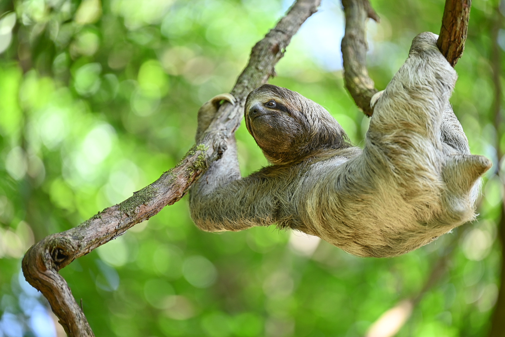Sloth World - Orlando - Perezosos - Perú - Guyana