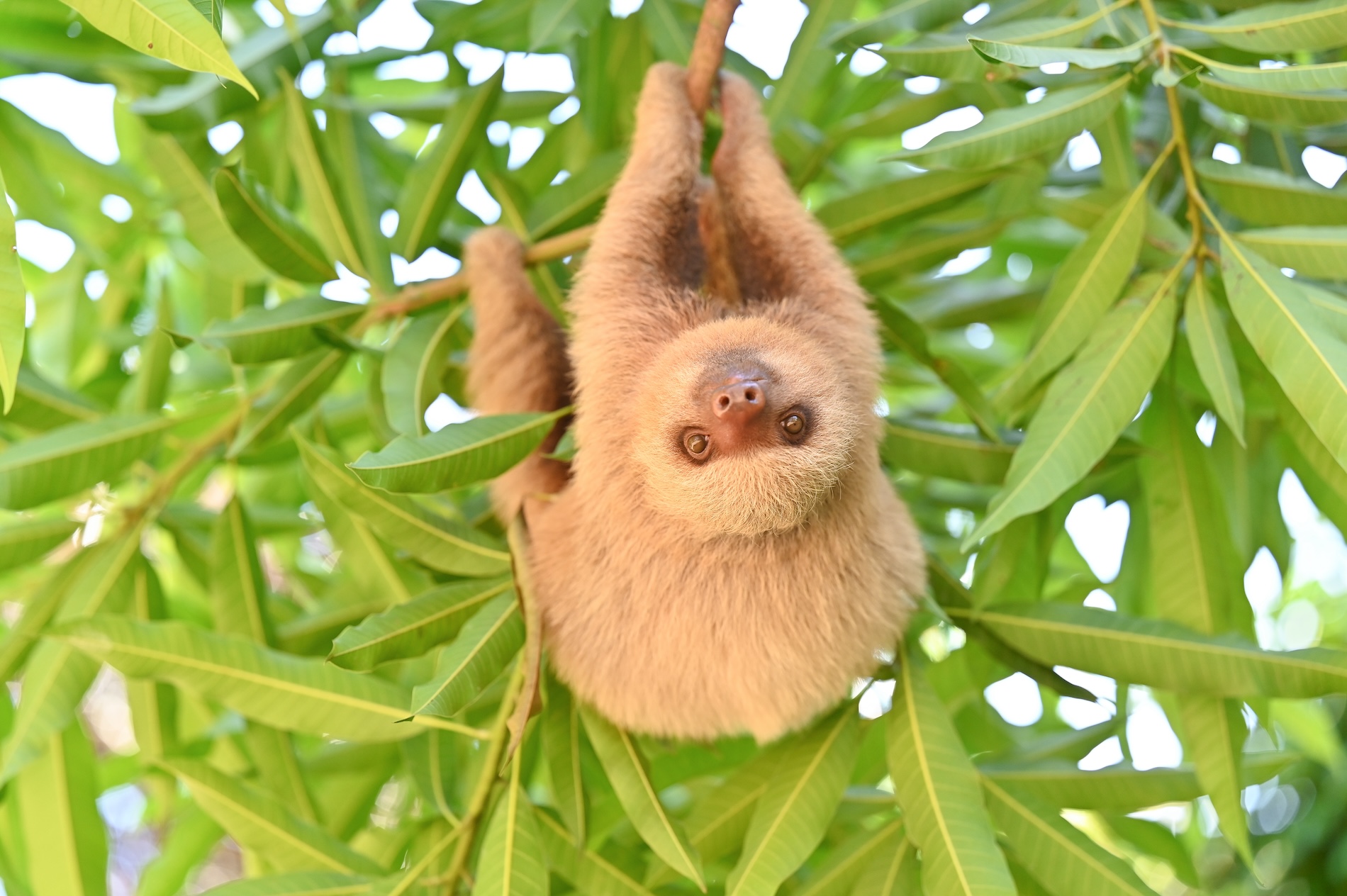 Sloth World - Orlando - Perezosos - Perú - Guyana