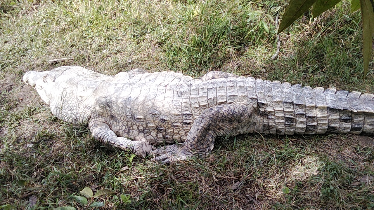 Ejemplar de cocodrilo de Orinoco en Parque Merecure