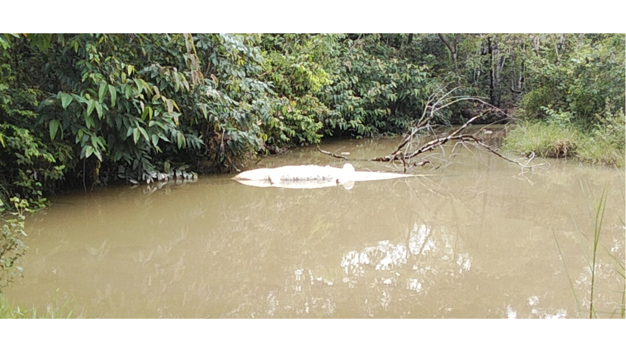 Cocodrilo muerto den Parque Merecure