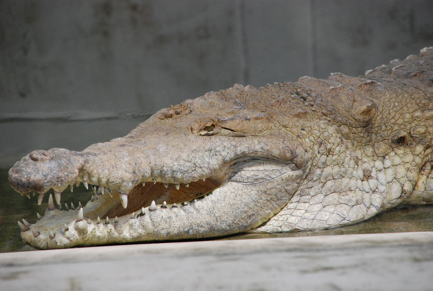 Cocodrilo del Orinoco del Programa Nacional de Conservación