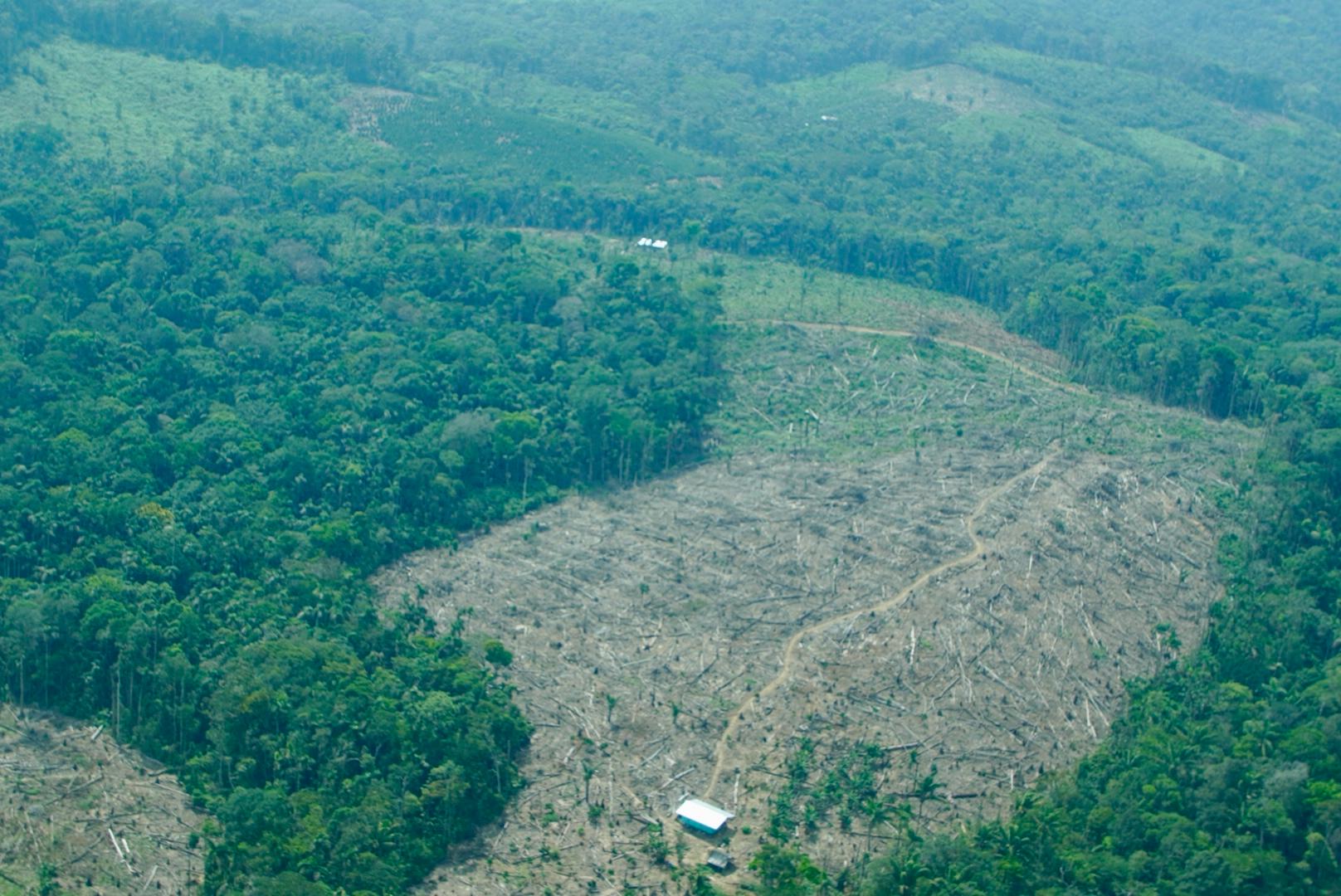 Sobrevuelo por zonas deforestadas en Meta, Guaviare y Caquetá en 2025.