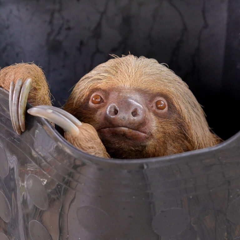 Sloth World - Orlando - Perezosos - Perú - Guyana