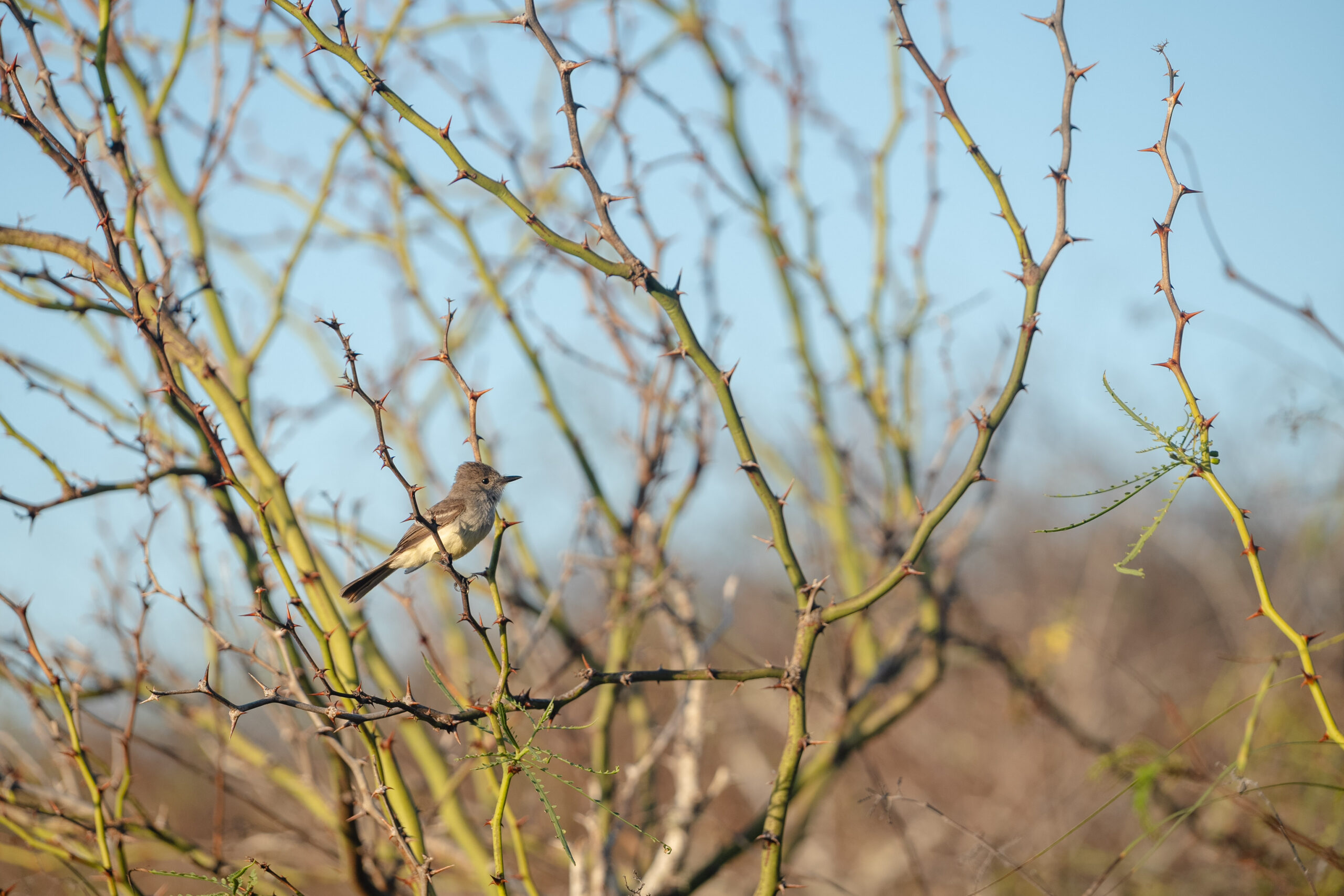 Las aves están entre los grupos de especies amenazados por mamíferos invasores. Foto: cortesía Bryan Pérez