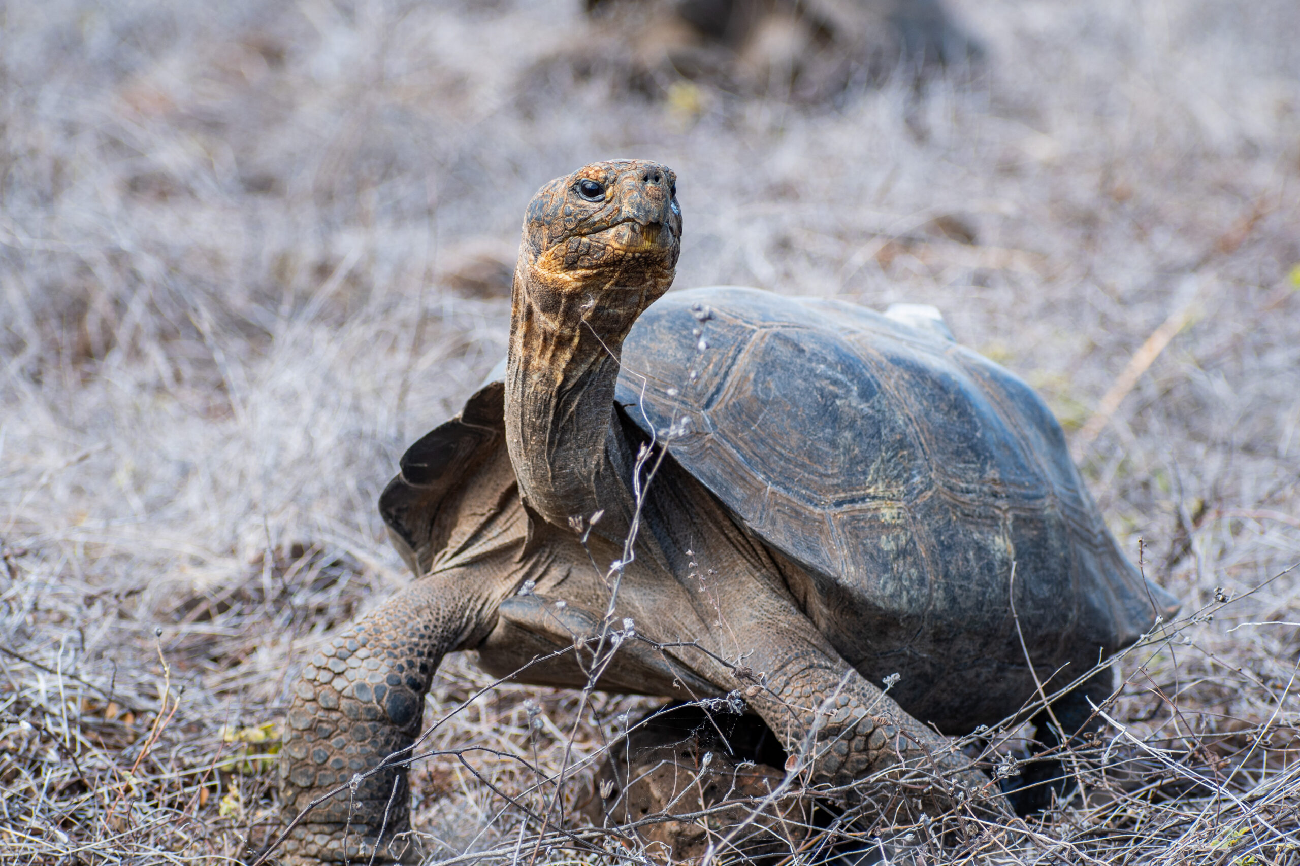 A inicios de 2026, 158 tortugas gigantes fueron liberadas en Floreana. Foto: cortesía Parque Nacional Galápagos