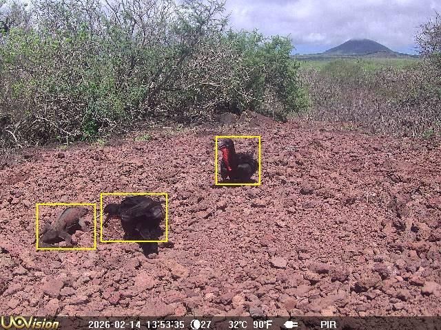 Las cámaras captaron una interacción pocas veces antes vista entre fragatas e iguanas marinas. Foto: cortesía Fundación Jocotoco