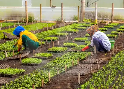 cecultivo-de-flores-2-50415748-20260420113033_50905854_20260618102434