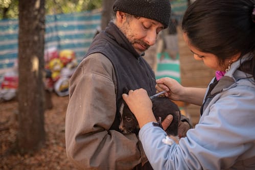 La vacunación y esterilización de perros y gatos domésticos hacen parte de las estrategias impulsadas para reducir amenazas sobre félidos silvestres. Foto: Cortesía ColoColo Conservation Project