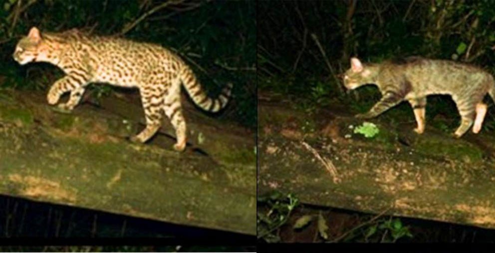 Registros de cámaras trampa del Proyecto Felinos do Pampa muestran que gatos silvestres y domésticos circulan por el mismo camino, lo que aumenta el riesgo de transmisión de patógenos. A la izquierda un gato montés (Leopardus geoffroyi) y a la derecha un gato doméstico (Felis catus). Foto: Informe anual Geoffroy's Cat Working Group 2025