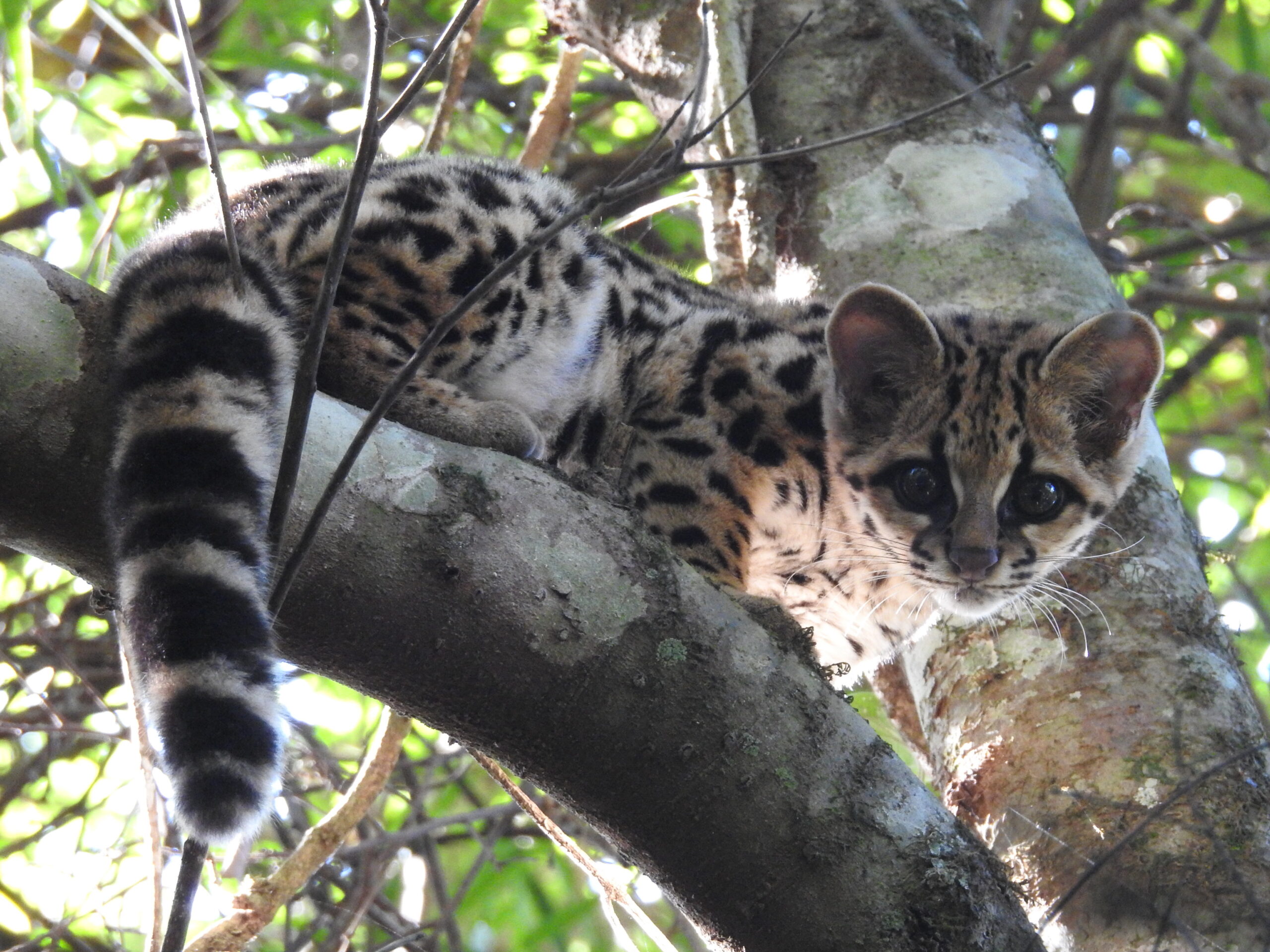 Un margay (Leopardus wiedii) registrado en el Parque Estadual do Turvo, en el estado de Rio Grande do Sul, Brasil. Foto: Anderson Cristiano Hendgen via Wikimedia Commons (CC BY-SA 4.0)