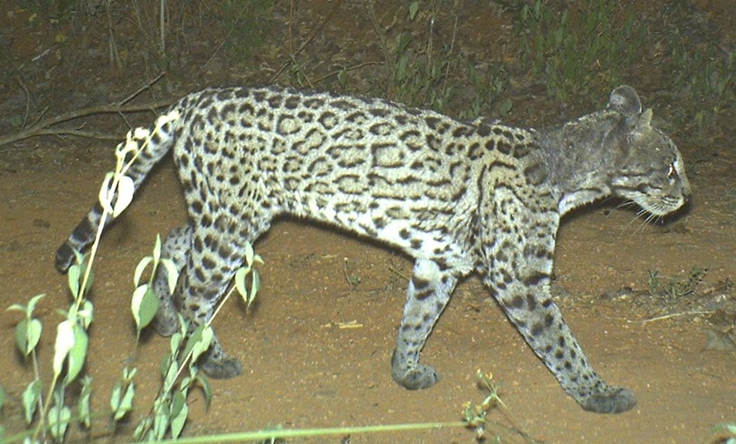 Ocelote con sarna registrado en la Reserva de la Biósfera Chamela-Cuixmala. Foto: Rodrigo Núñez Pérez
