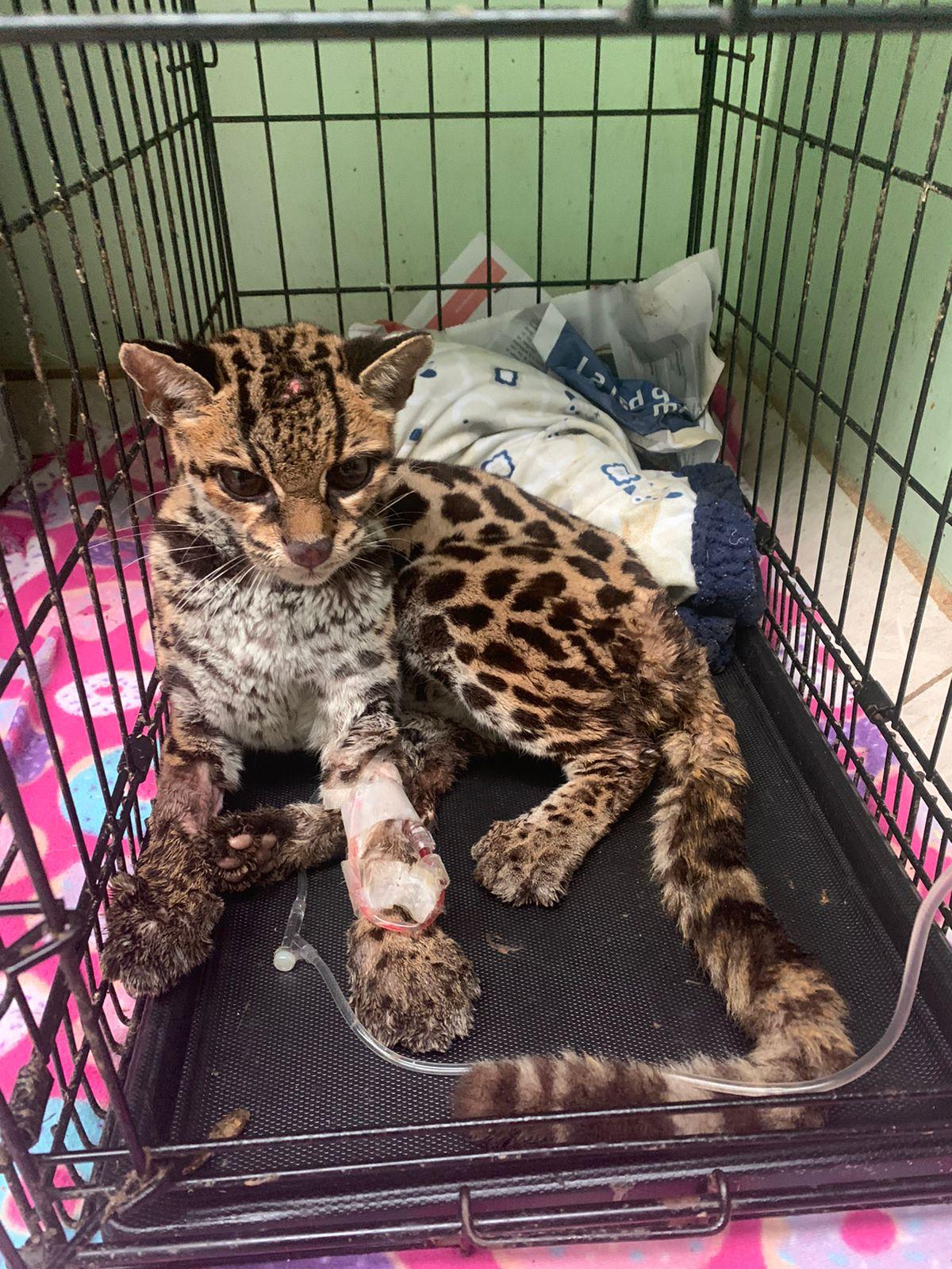 Un margay que llegó al centro de rescate tras ser perseguido por perros y golpeado por humanos. Además del traumatismo, presentaba enfermedades que pudieron ser transmitidas por felinos domésticos. Foto: Andrés Bräutigam