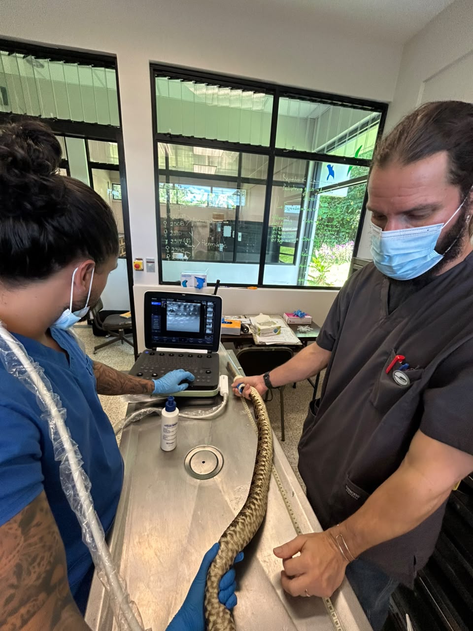 En el Serpentario del Instituto Clodomiro Picado se analizan combinaciones de venenos que pueden potenciar la eficiencia del suero. Foto: cortesía Natalia Montero.