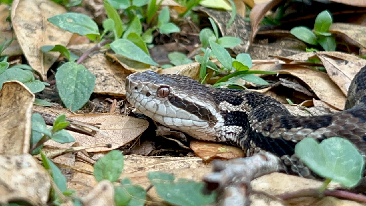 En Costa Rica hay 147 especies de serpientes, de ellas 25 son venenosas. Foto: cortesía Natalia Montero.